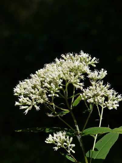 {Eupatorium sessilifolium}